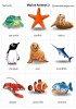 Sea Animals 2 flashcards